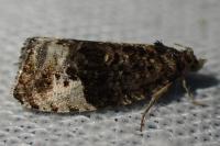 Hedya pruniana