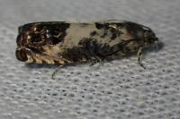 Pammene fasciana