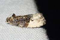Hedya nubiferana