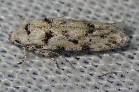 Parastenolechia nigrinotella