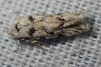 Parastenolechia nigrinotella