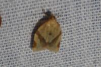 Clepsis consimilana