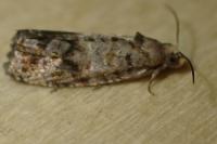 Cymolomia hartigiana