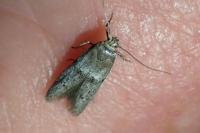 Blastobasis phycidella