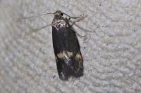 Borkhausenia minutella