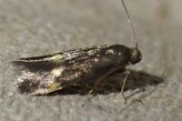 Borkhausenia minutella