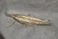 Pleurota aristella
