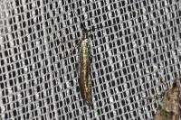 Coleophora