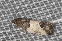 Spilonota ocellana