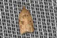 Acleris ferrugana/notana