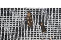 Scythris scopolella