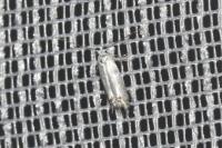 Leucoptera