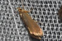 Crassa unitella