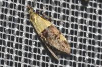 Oecophora bractella