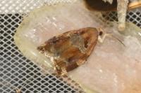 Archips xylosteana