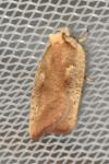 Agonopterix nervosa