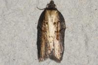 Acleris hastiana