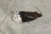 Apotomis betuletana