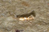 Phyllonorycter
