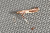 Caloptilia stigmatella