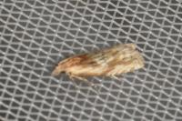 Eucosma gr. cana