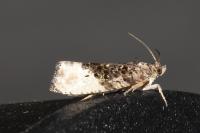 Hedya nubiferana