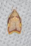 Carcina quercana