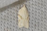 Acleris logiana
