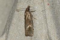 Phtheochroa inopiana