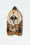 Acleris variegana