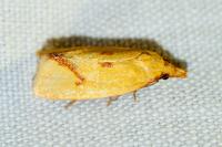 Agapeta hamana