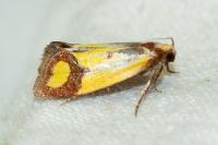 Agapeta zoegana