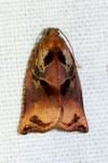 Archips podana