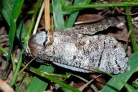 Cossus cossus