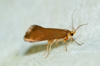 Crassa unitella