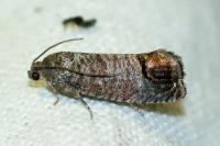 Cydia pomonella