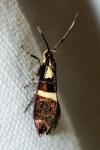 Dasycera oliviella
