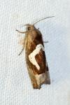 Epiblema foenella