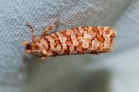 Lozotaeniodes formosana