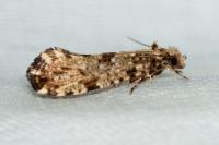 Morophaga choragella