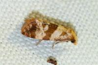 Phalonidia contractana