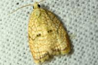 Acleris forsskaleana