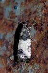 Spilonota ocellana