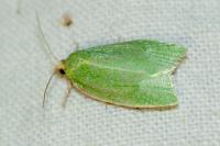 Tortrix viridana