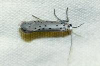 Yponomeuta padella