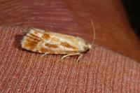 Rhyacionia buoliana