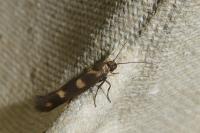 Scythris scopolella