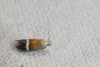 Aproaerema polychromella