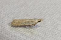 Anarsia bilbainella