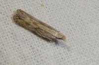 Anarsia bilbainella